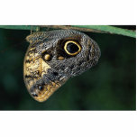Owl butterfly, Caligo beltrao Cut Out