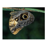 Owl butterfly, Caligo beltrao Postcards