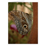 Owl Butterfly Greeting Card