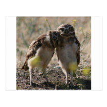 owl couple postcard