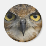 Owl Eyes Refrigerator Magnet