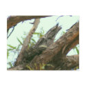 owl frogmouth postcards