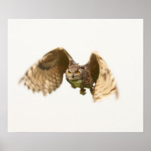 Owl in Flight Print/Post
