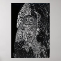 Owl in Tree Bird Nature Drawing Black White Posters