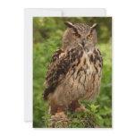 Owl Invitation