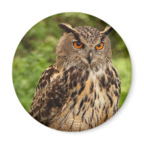 Owl Magnet
