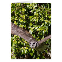 Owl Milky Eagle Card