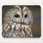 Owl mousepads