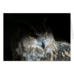 Owl of the Shadows cards