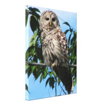 Owl On Wire Gallery Wrap Canvas