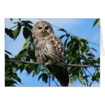 Owl On Wire Greeting Cards