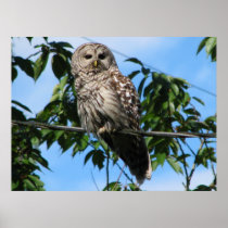 Owl On Wire Poster