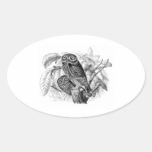 Owl Owls Tree Vintage Wood Engraving Oval Sticker