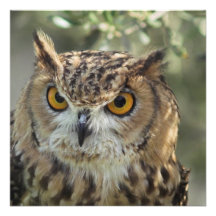 Owl Perch Custom Invitations