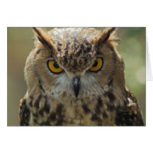 Owl Photo Greeting Card