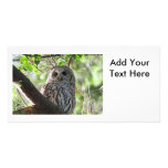 Owl Photo Custom Photo Card