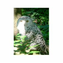 Owl Photo Cutout