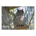 Owl Picture of Great Horned Owl cards
