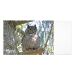 Owl Picture of Great Horned Owl photo cards