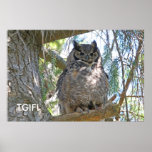 Owl Picture of Great Horned Owl posters