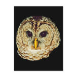 Owl Picture