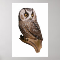 Owl Portrait Fine Art Print