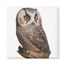 Owl Portrait Magnets