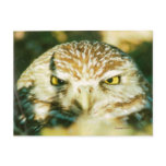 OWL  POSTCARD