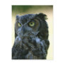 Owl Postcard