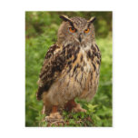 Owl Postcard