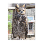 Owl Postcard