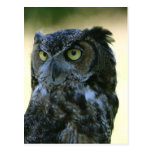 Owl Postcard