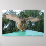 OWL POSTERS