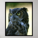 Owl Posters