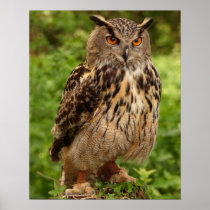 Owl Print/Poster