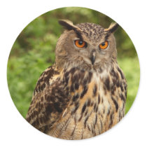 Owl Stickers