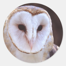 owl stickers
