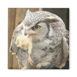 Owl with Prey Refrigerator Magnet