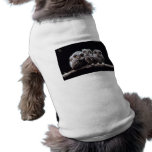 Owlet Trio Pet Tee Shirt