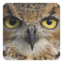 Owls Eyes