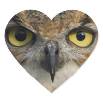 Owls Eyes