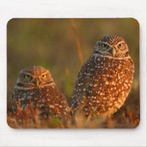 Owls mousepads