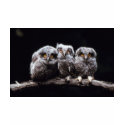 Owls t-shirts