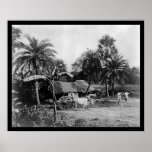 Ox Cart Village Scene Senegal Africa 1898 posters