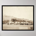 Ox Teams Freighting in Valley Black Hills SD 1887 posters