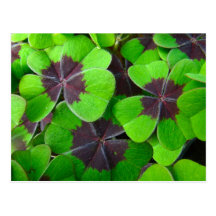 Oxalis Leaves - Red and Green Postcards