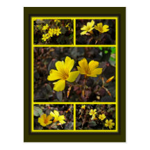Oxalis Yellow-Flowered Houseplant Postcard