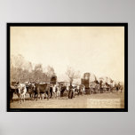 Oxen Freighting In the Black Hills SD 1887 posters