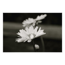 Oxeye Daisy in Black and White Photo