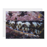 Oyster Shell invitations